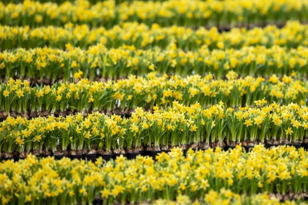 Rows of daffodils decorate St. Peter's Square during Easter Sunday celebrations at the Vatican on April 20, 2025. / Credit: Daniel Ibáñez/CNA